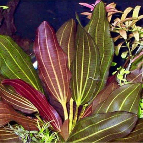Echinodorus barthii - Amazone Rouge en pot